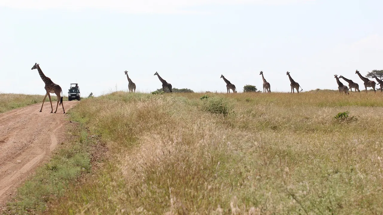 A line of giraffes walking across the savannah beside a dirt track, with a safari vehicle in the distance