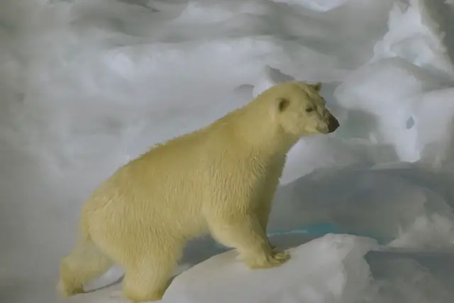 A polar bear walking across sea ice near Svalbard