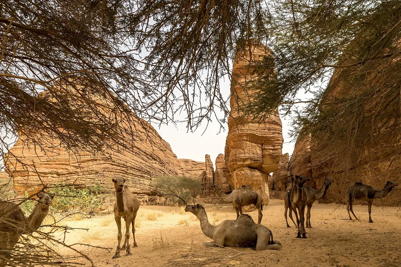 Camels walking among the sandstone formations of the Labyrinthe area in the Ennedi Massif, Chad