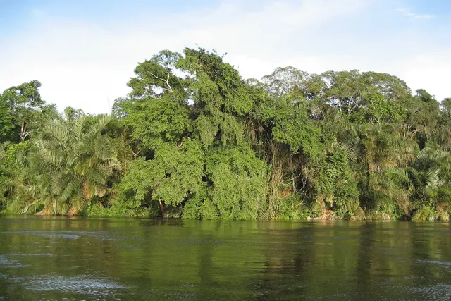 Rives de l'Alima, affluent du Congo, en République du Congo