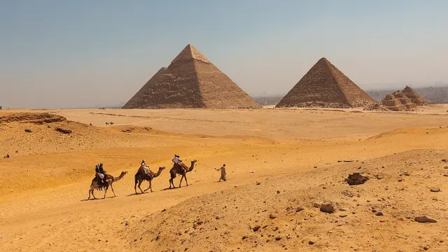 Camels resting in the desert in front of the Pyramids of Giza