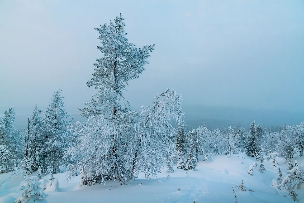 Snow-laden trees in a wintry forest in Pallas-Yllästunturi National Park, Finnish Lapland