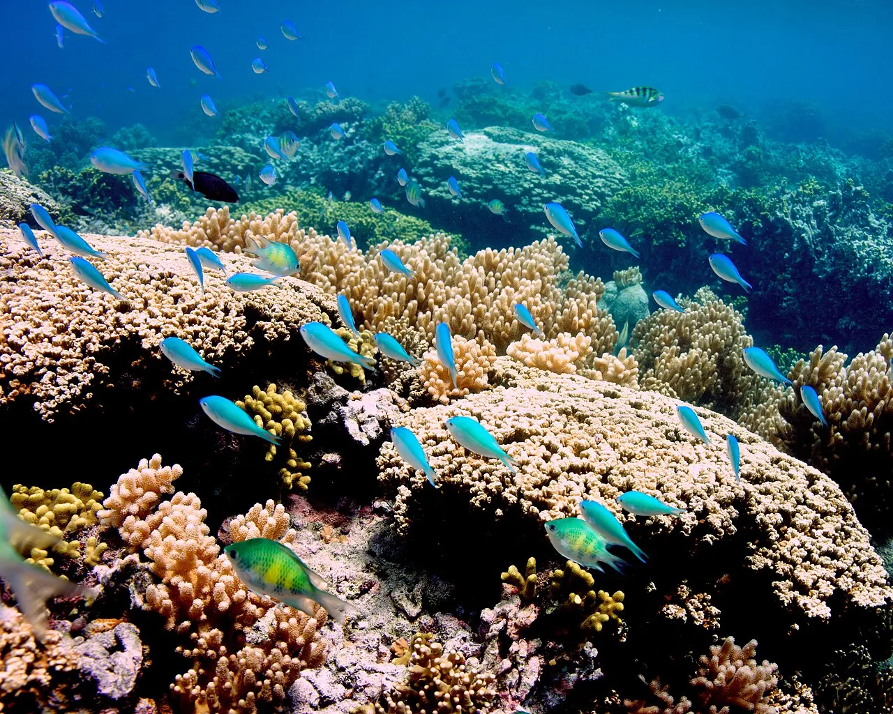 Coral reef and tropical fish in the Tumon Bay Marine Preserve, Guam.