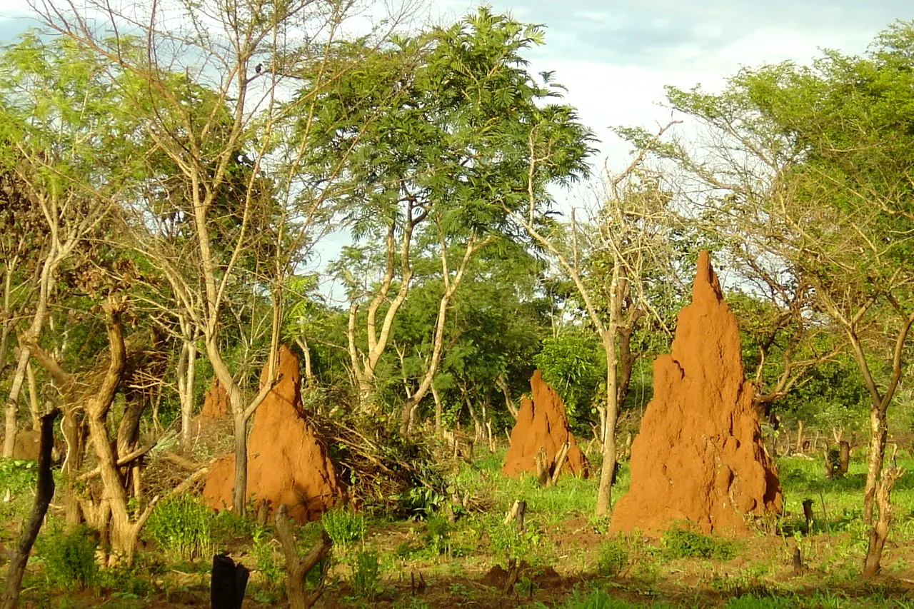 Paesaggio della savana e termitai - Guinea Bissau