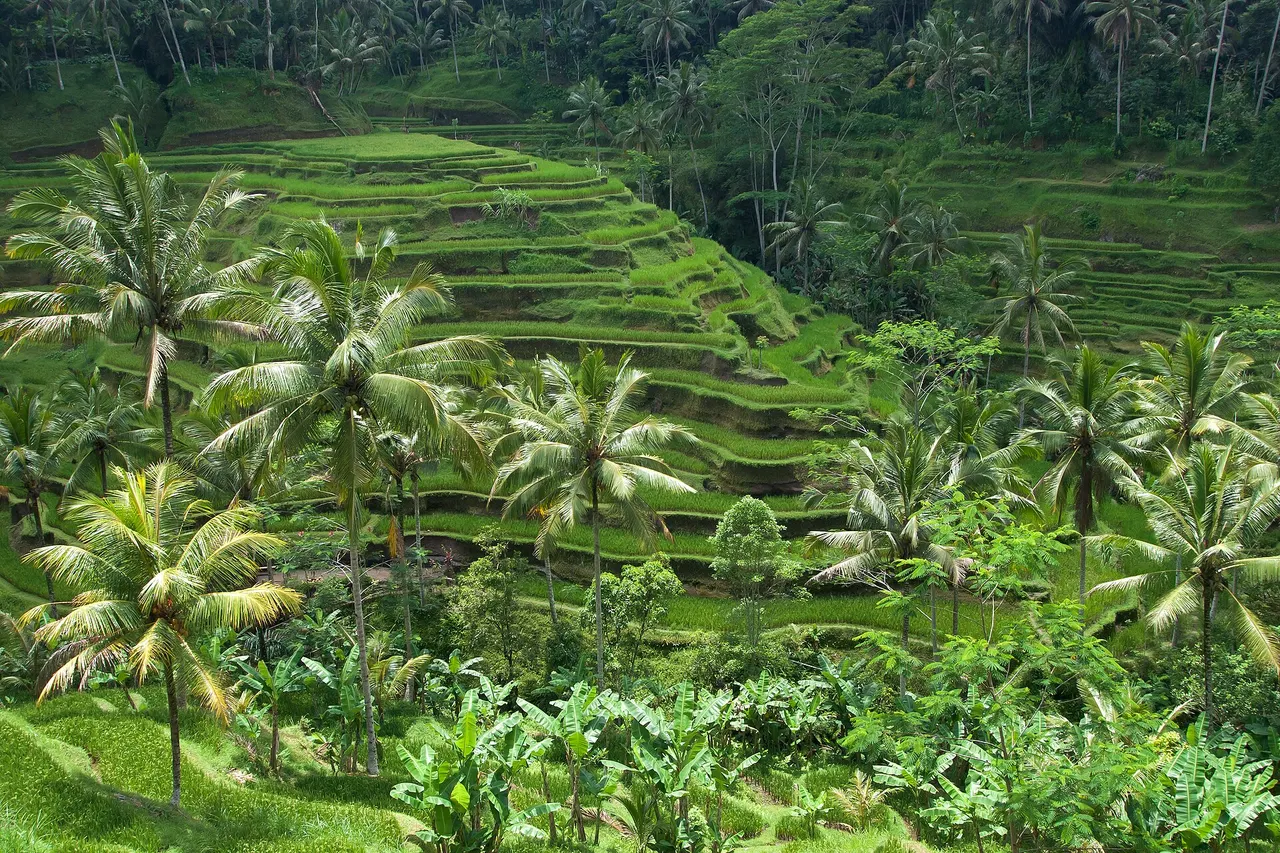 Green rice terraces framed by coconut palms at Tegallalang near Ubud, Bali