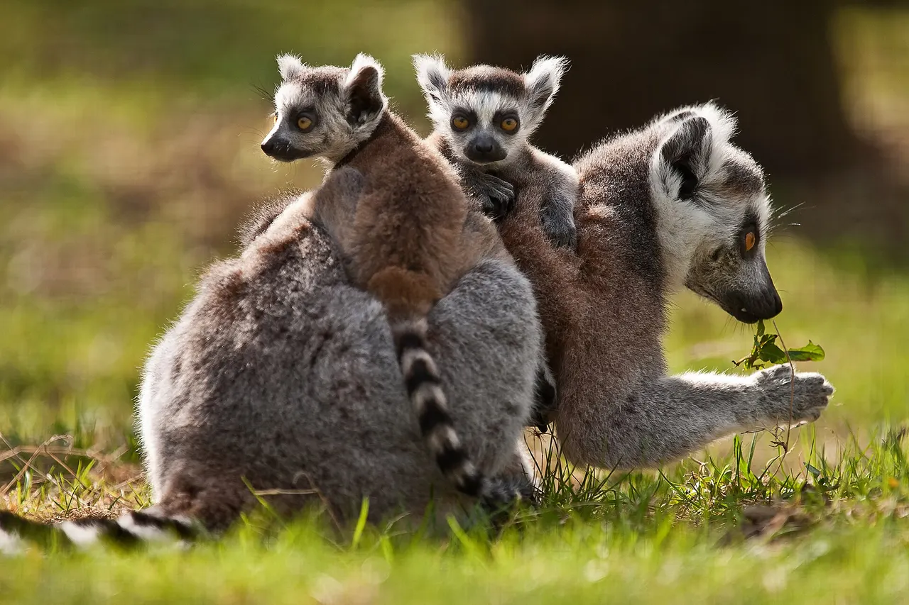 Ring-tailed lemur (Lemur catta)