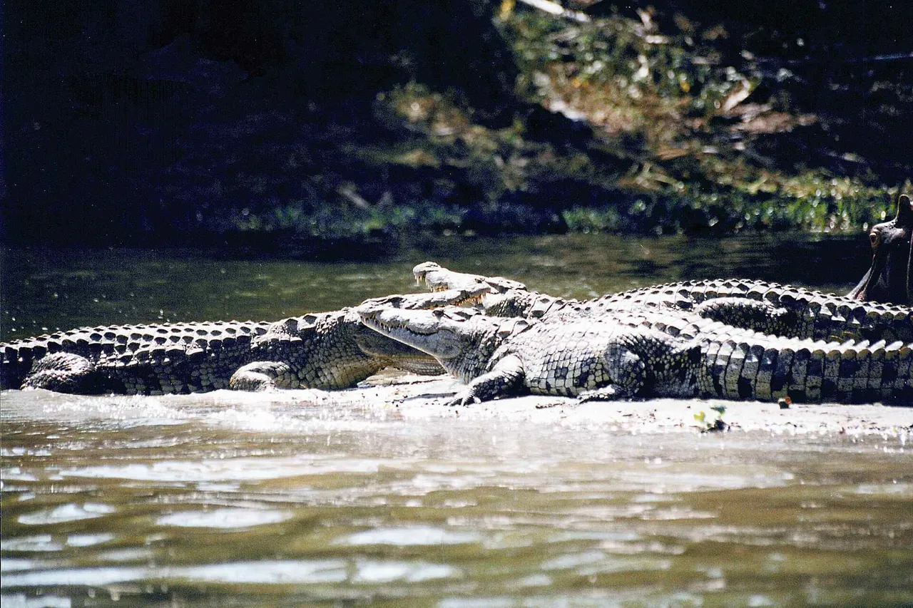 Crocodiles sunbathing at Liwonde National Park, Malawi