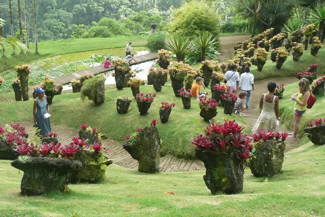 Ce sont des plantes grasses situées sur le parcours du Jardin de Balata