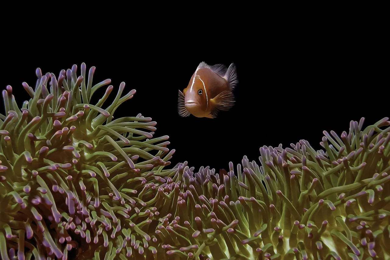 Pink anemonefish (Amphiprion perideraion). Photo taken underwater at about 40 ft (12 m) deep at Manta Ray Bay, Yap in the Federated States of Micronesia