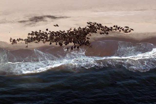 Aerial photo of a seal colony at Namibia's Skeleton Coast